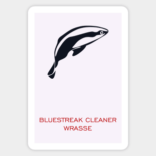 bluestreak cleaner wrasse Sticker